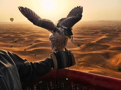 Deluxe Ride With Breakfast And Falcon Photography with Transfers